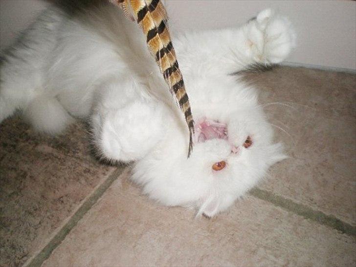 Perser Oscar billede 4