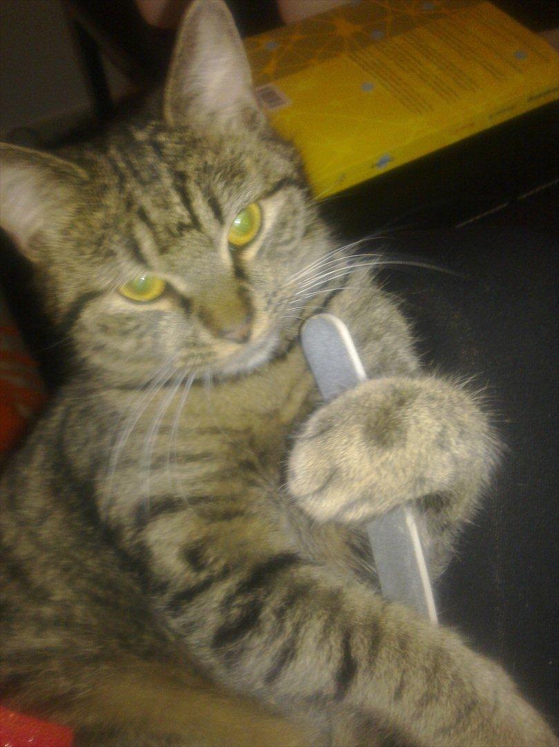 Huskat Alberte billede 1