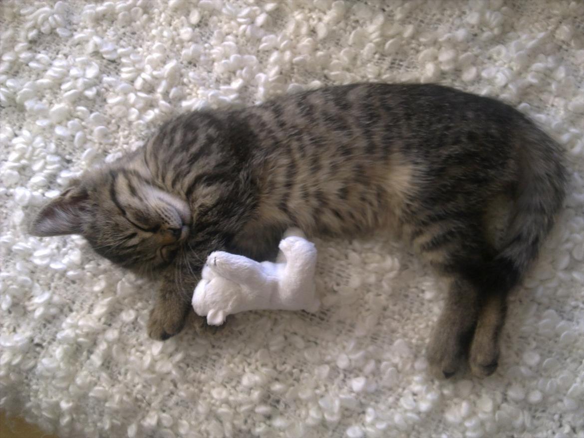 Huskat Alberte billede 3