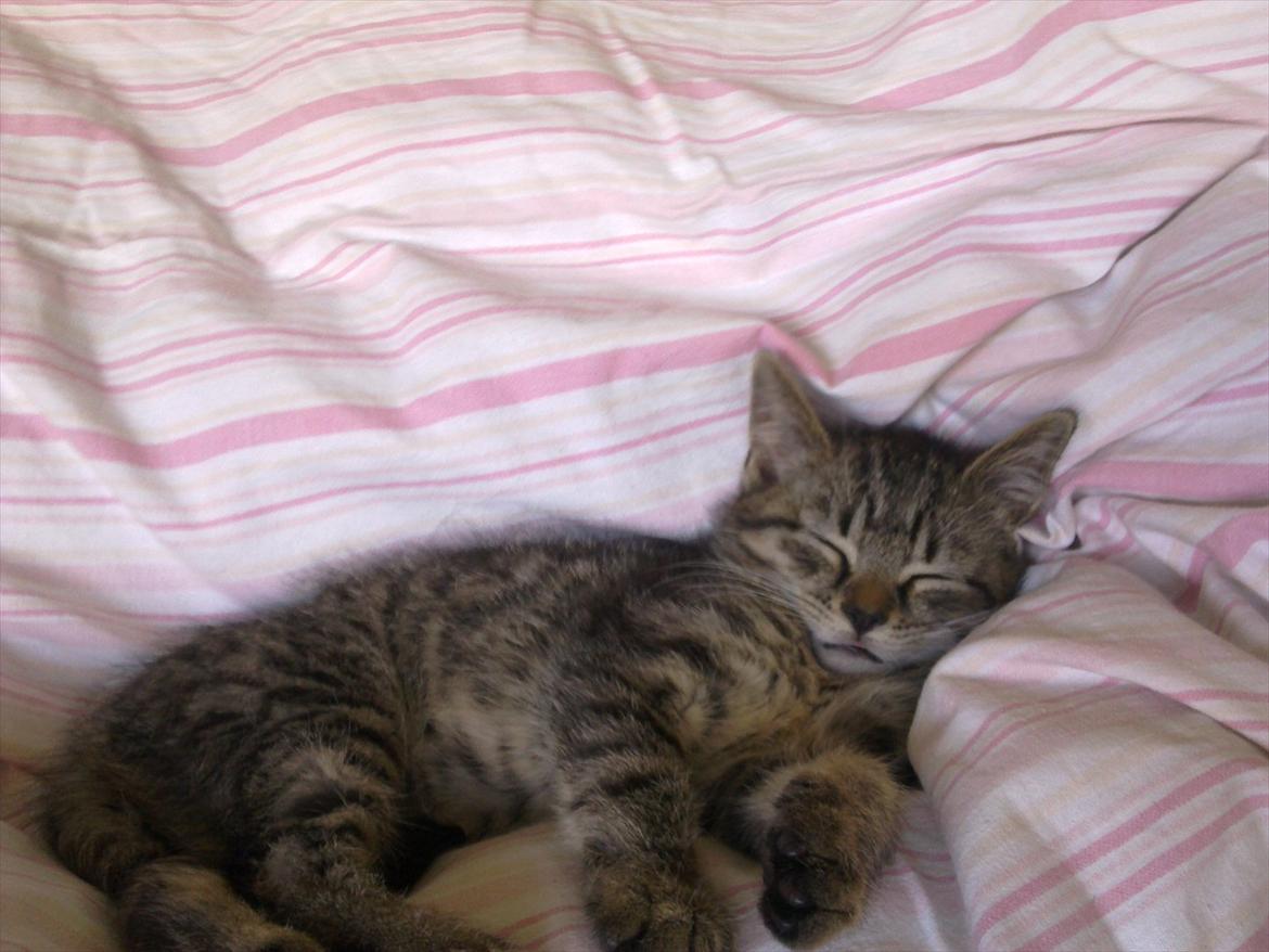 Huskat Alberte billede 4