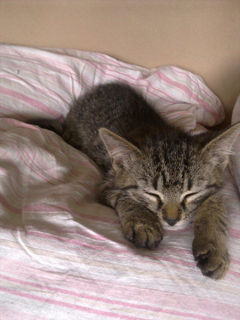 Huskat Alberte billede 5