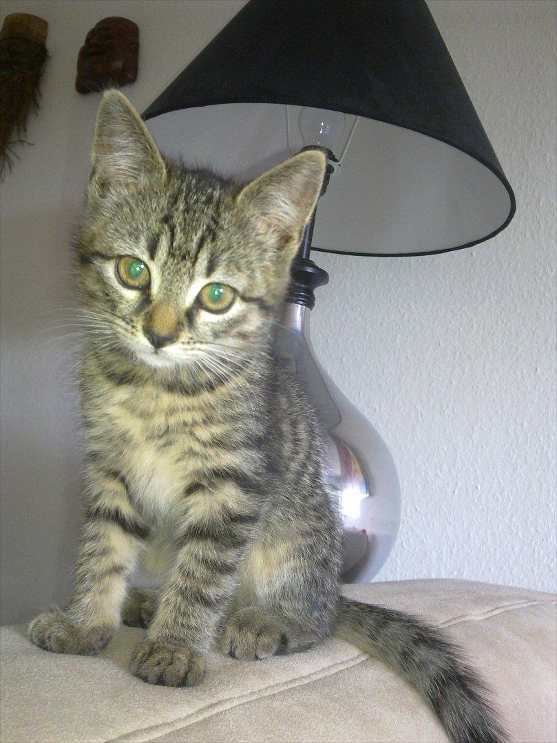 Huskat Alberte billede 2