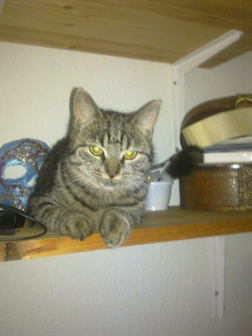 Huskat Alberte billede 7