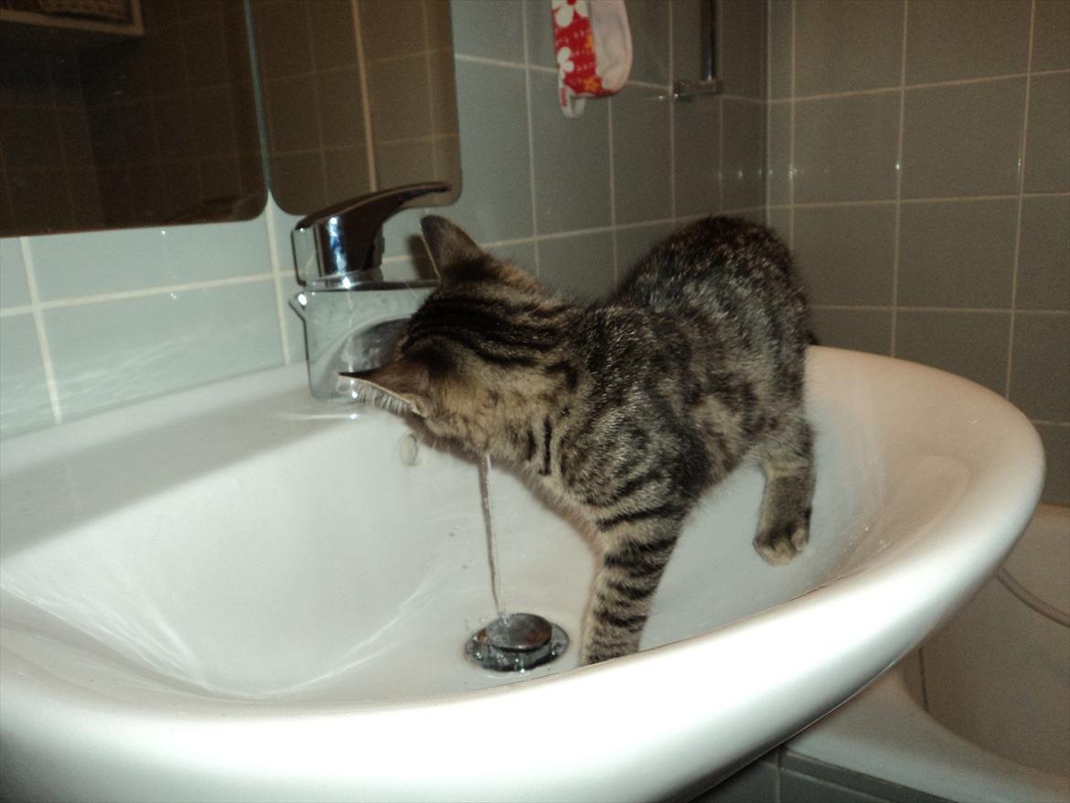 Huskat Alberte billede 6