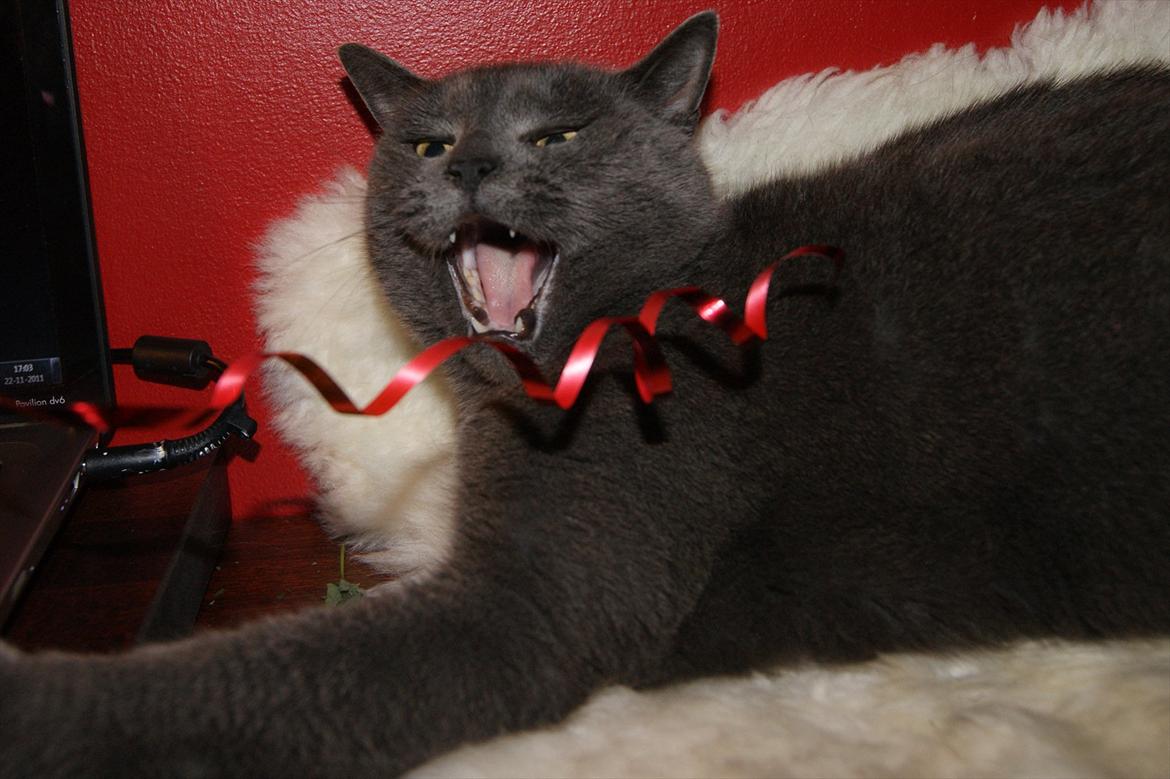 Blanding af racer Figi (Figaro)  billede 2