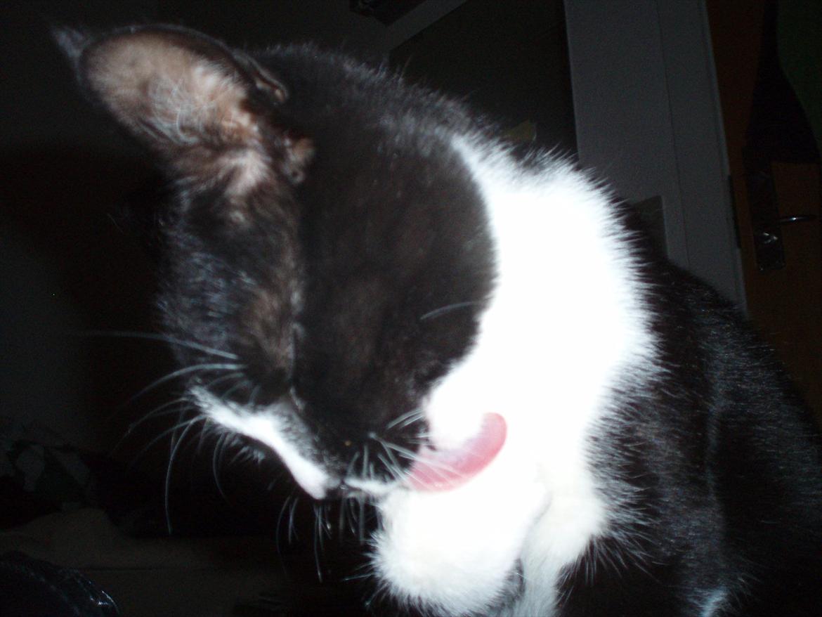 Huskat Tøsen - Igang med den store rengøring :) billede 8