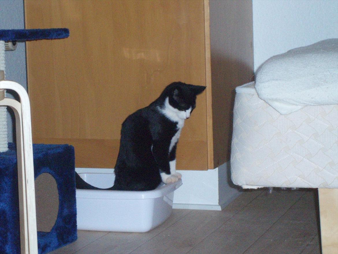 Huskat Tøsen - Når man skal , så skal man ;) billede 9