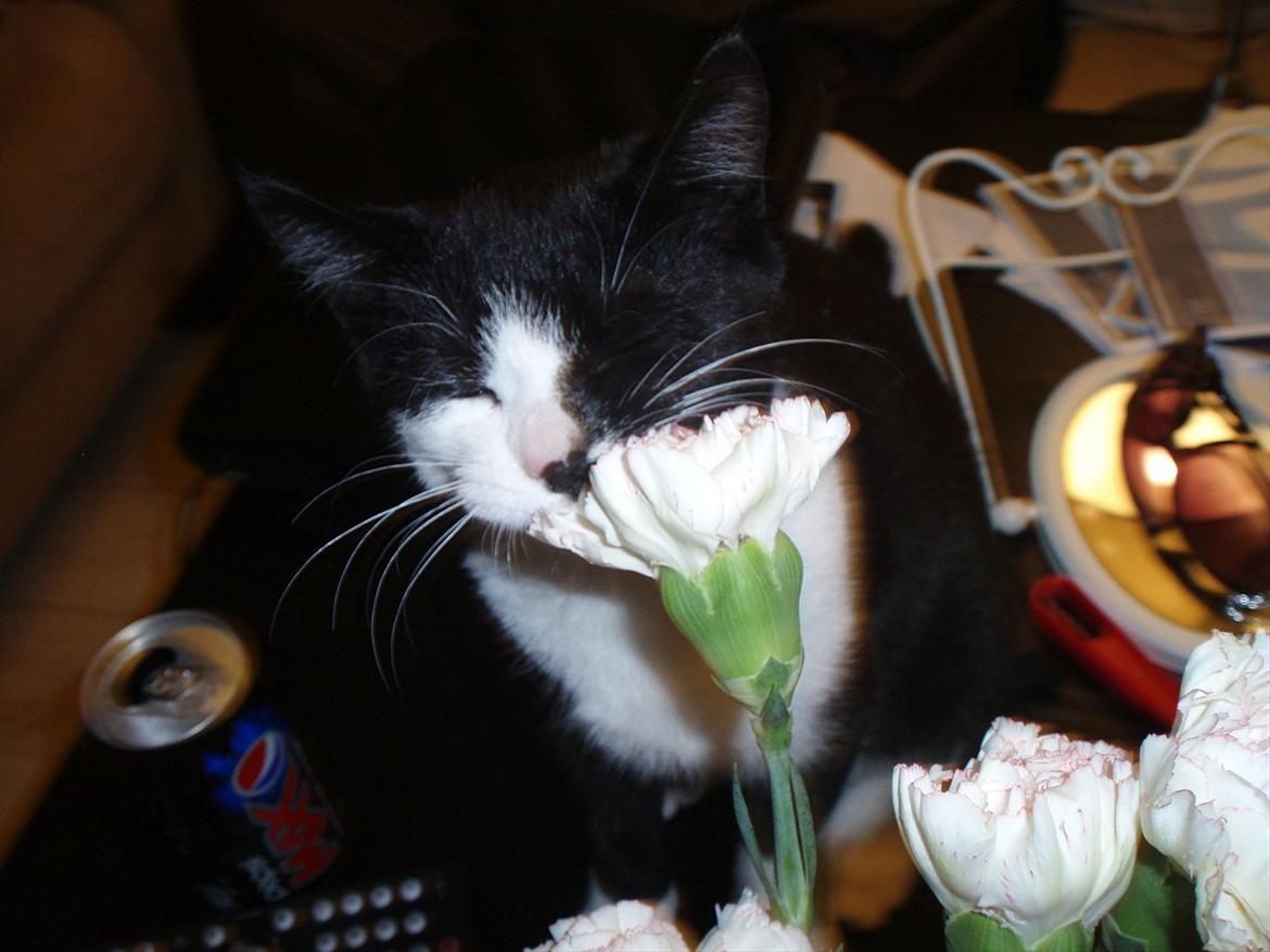 Huskat Tøsen - Mhh, BLOMSTER !  billede 10