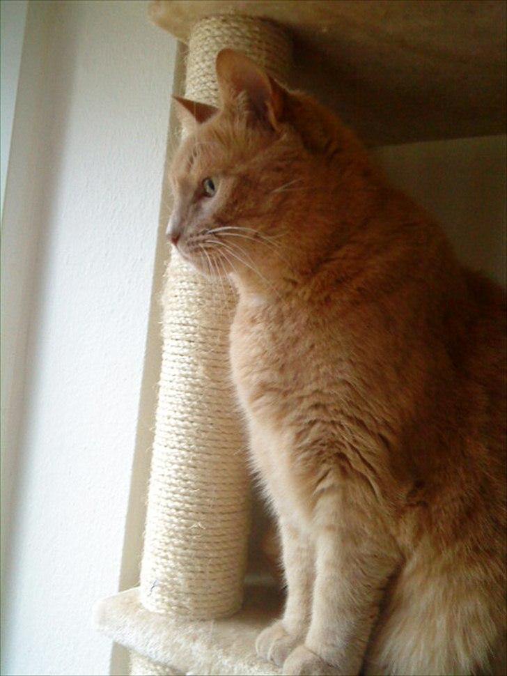 Huskat Chili billede 3