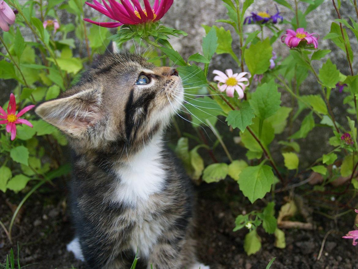 Blanding af racer Tequila Sunrise billede 5