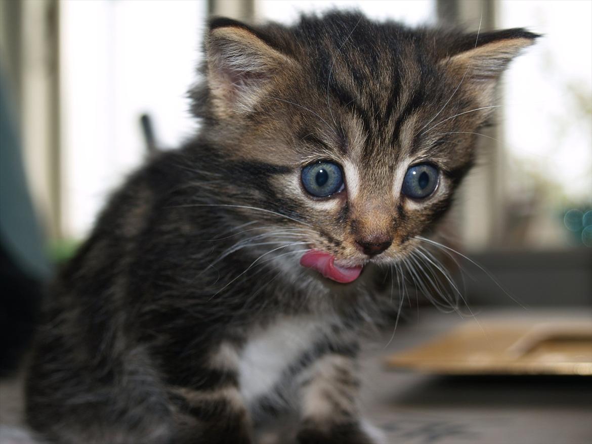 Blanding af racer Tequila Sunrise billede 9