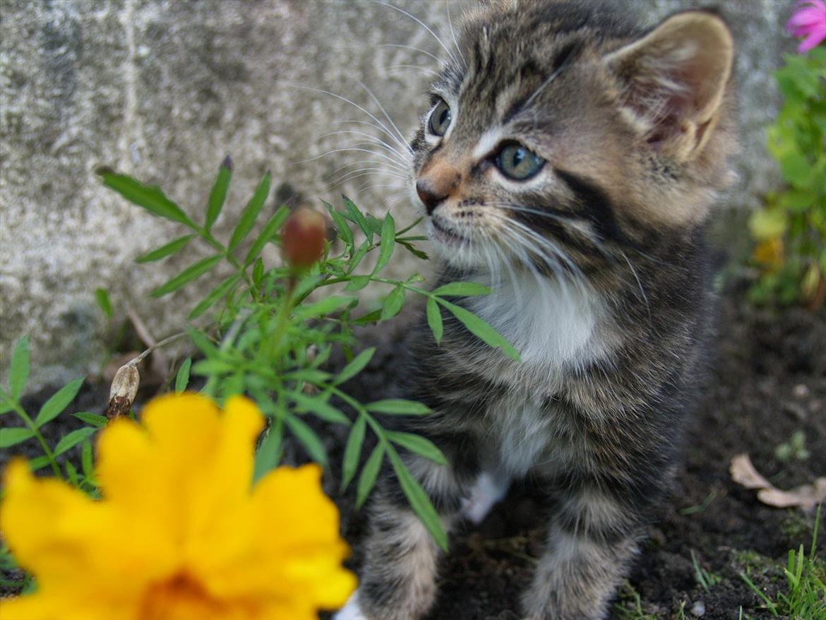 Blanding af racer Tequila Sunrise billede 7