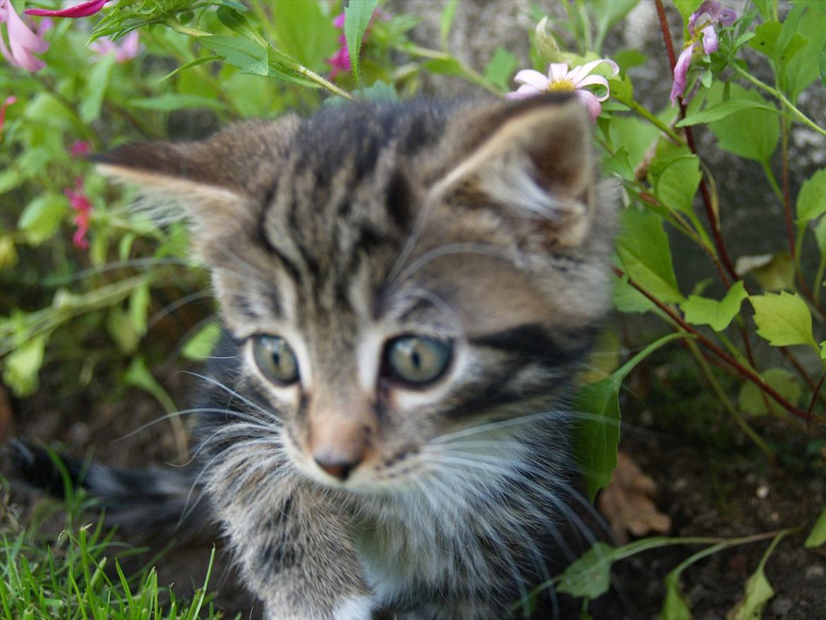 Blanding af racer Tequila Sunrise billede 6