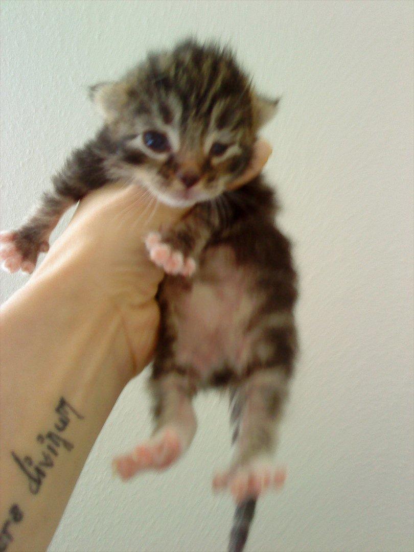 Blanding af racer Tequila Sunrise billede 12