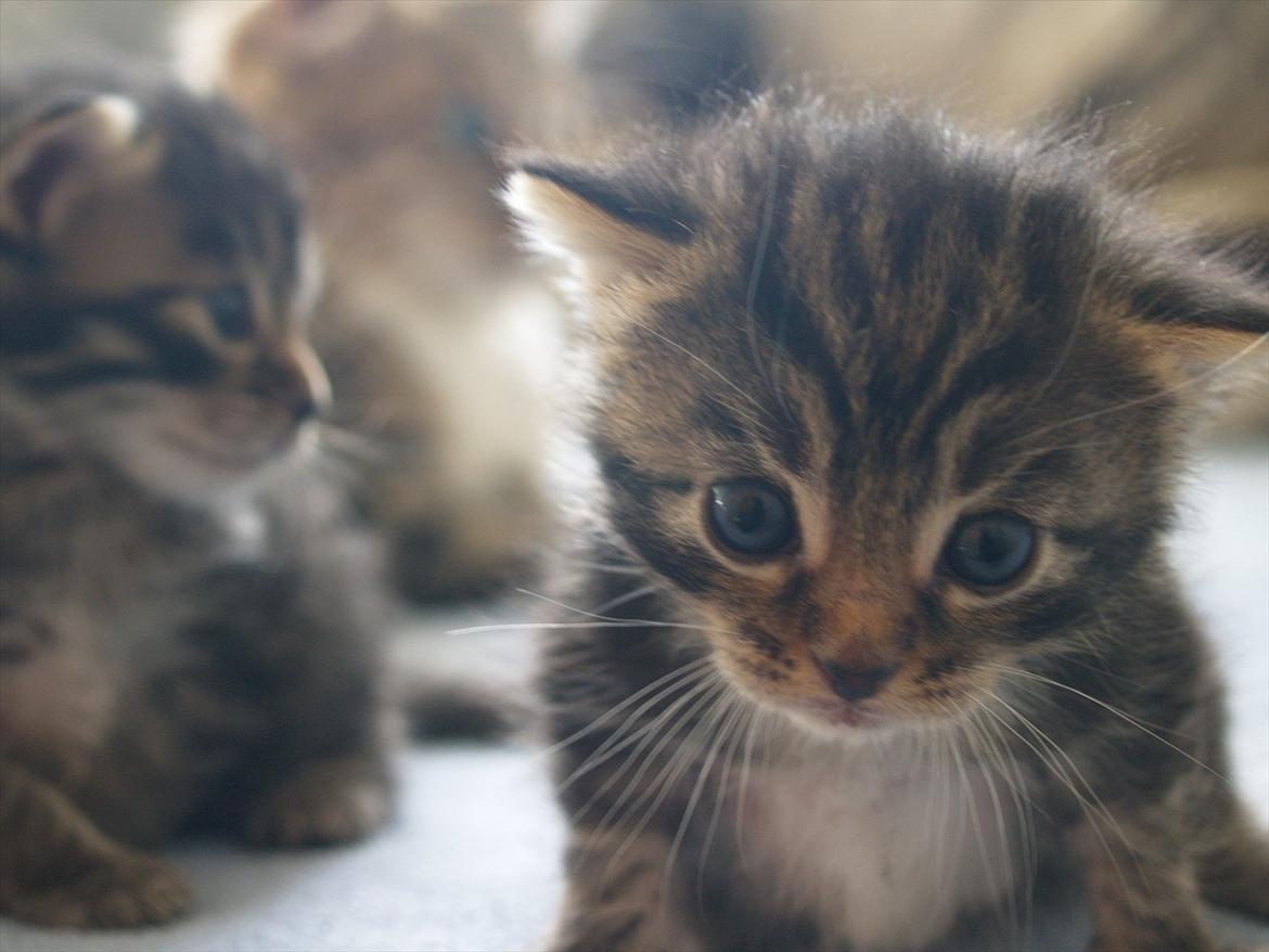 Blanding af racer Tequila Sunrise billede 13