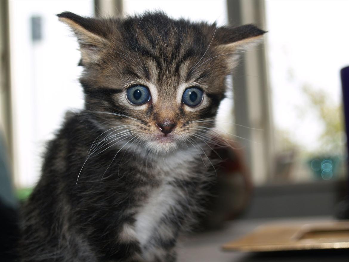 Blanding af racer Tequila Sunrise billede 10