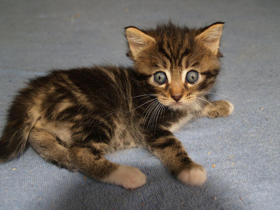 Blanding af racer Tequila Sunrise billede 14