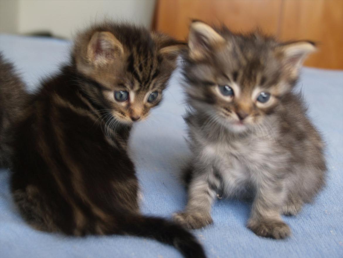 Blanding af racer Tequila Sunrise billede 15