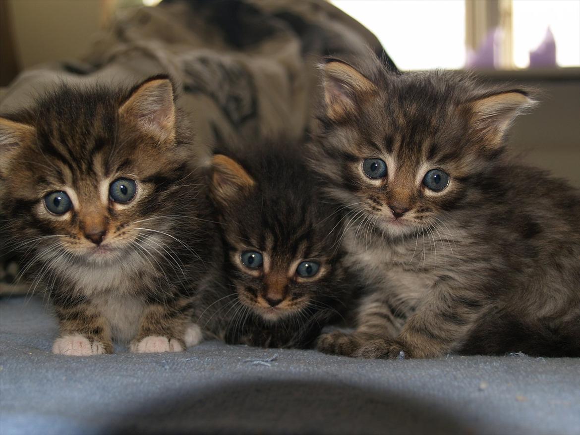 Blanding af racer Tequila Sunrise billede 16