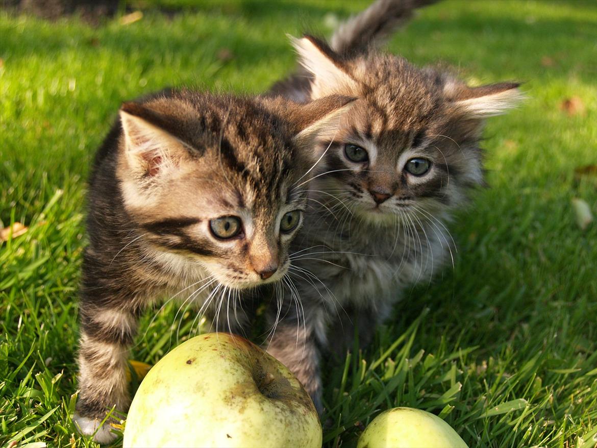 Blanding af racer Tequila Sunrise billede 8