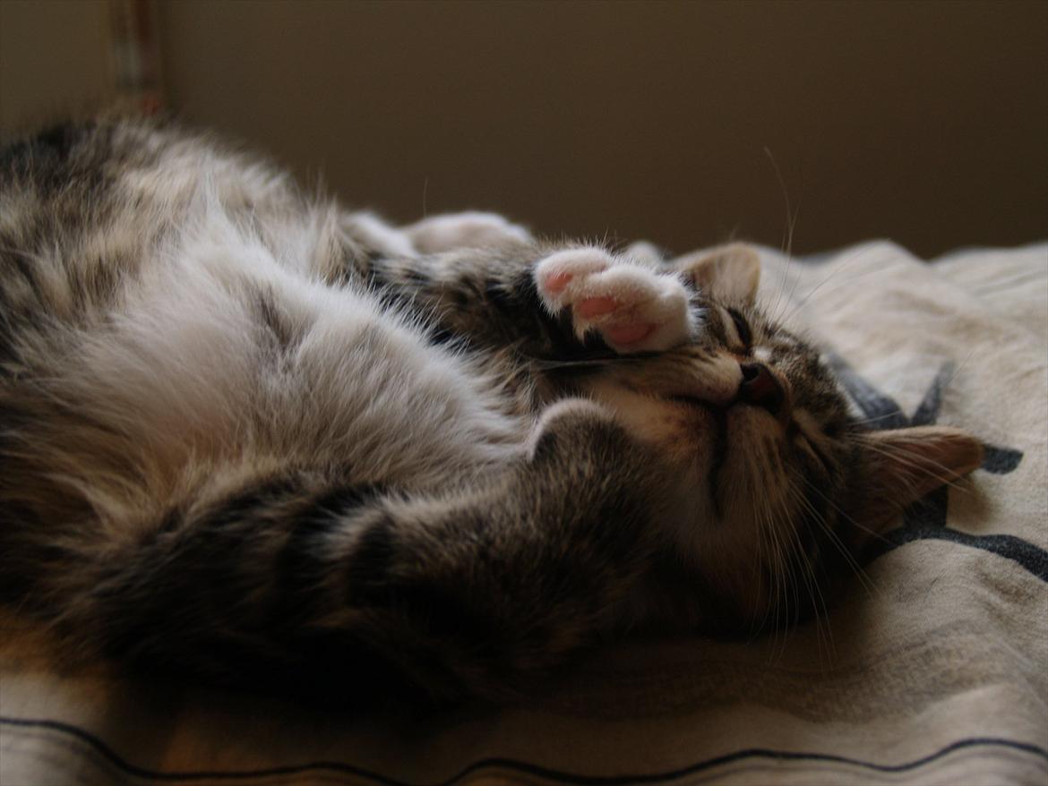 Blanding af racer Tequila Sunrise billede 11