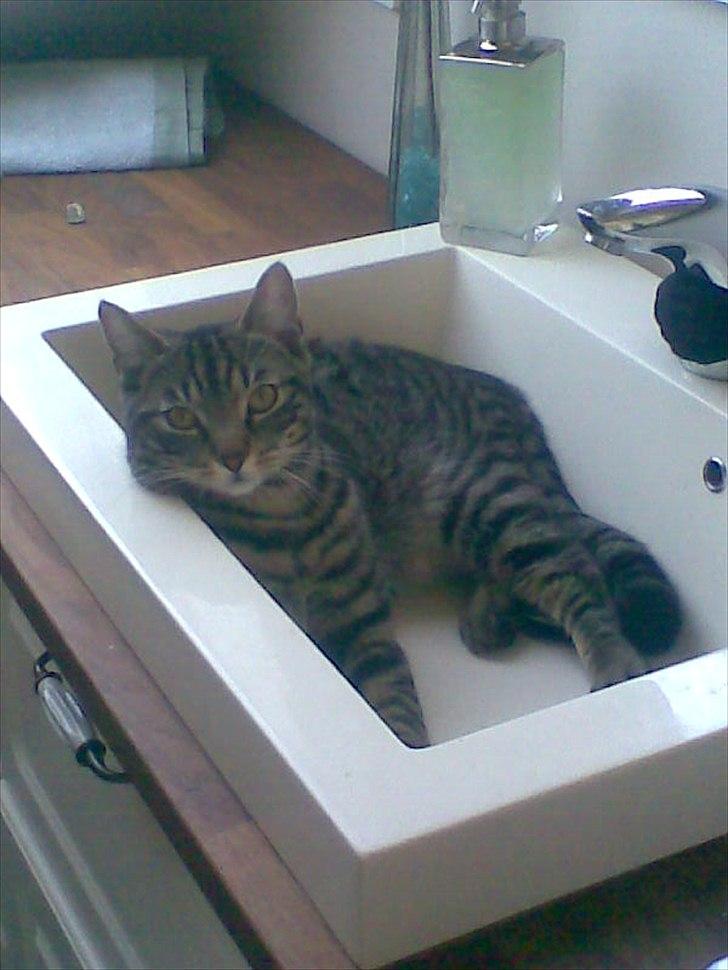 Huskat Gorm billede 2