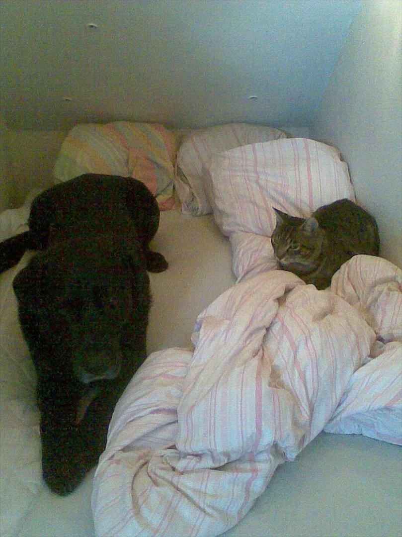 Huskat Gorm billede 3