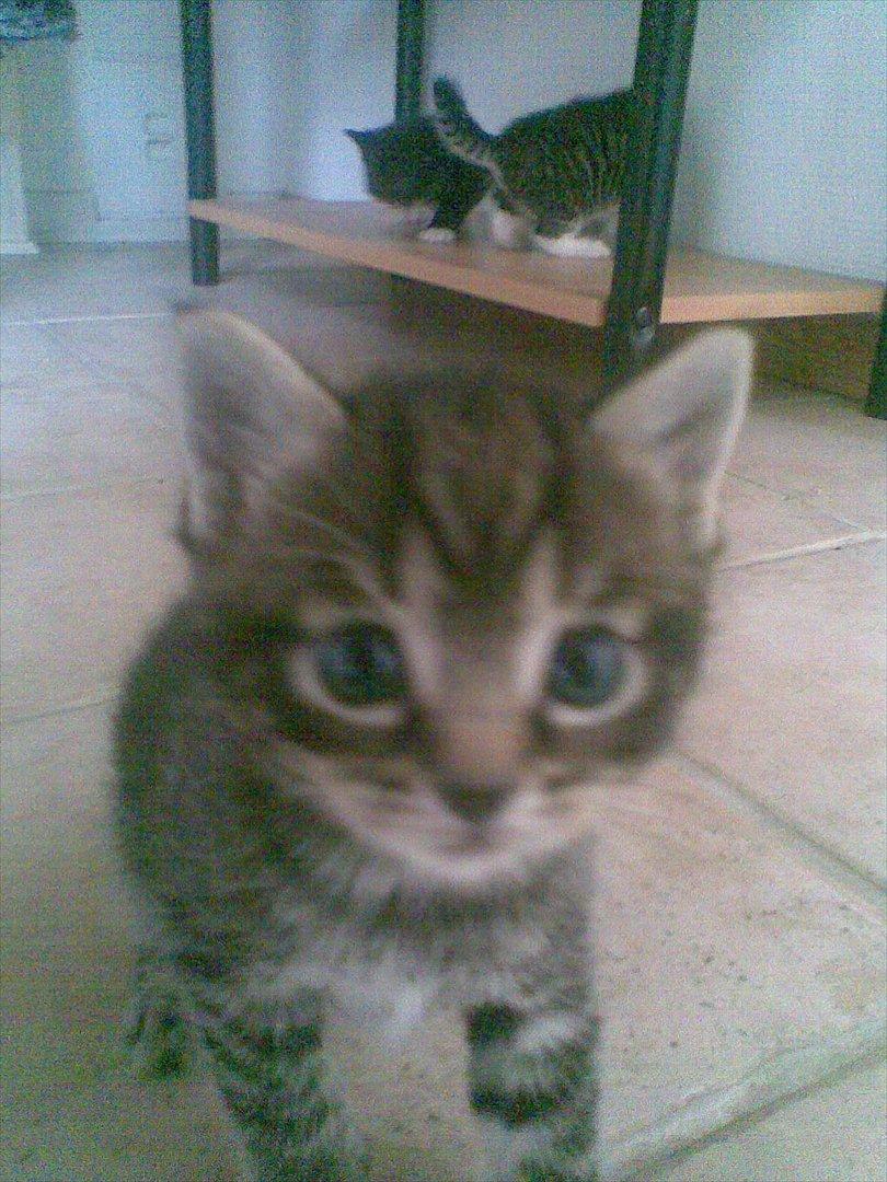 Huskat Gorm billede 4