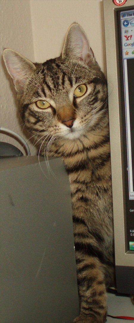 Huskat Gorm billede 1