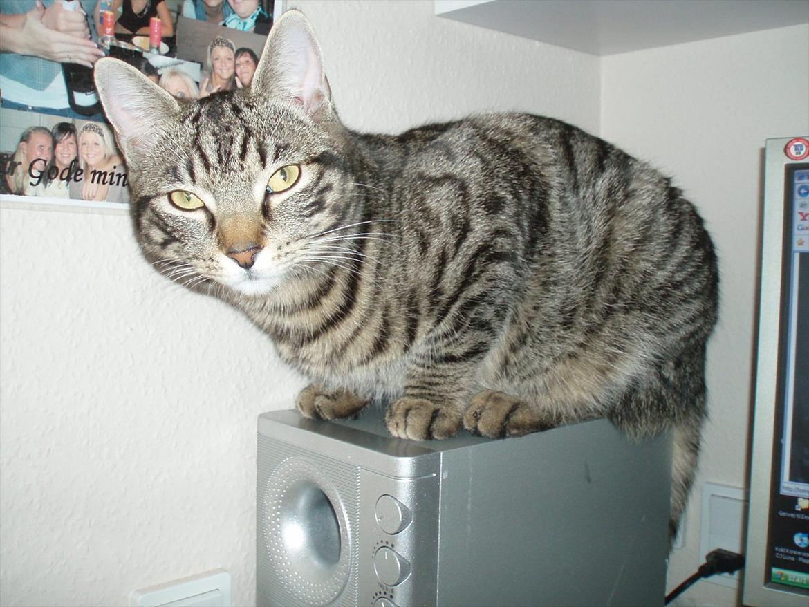 Huskat Gorm billede 5