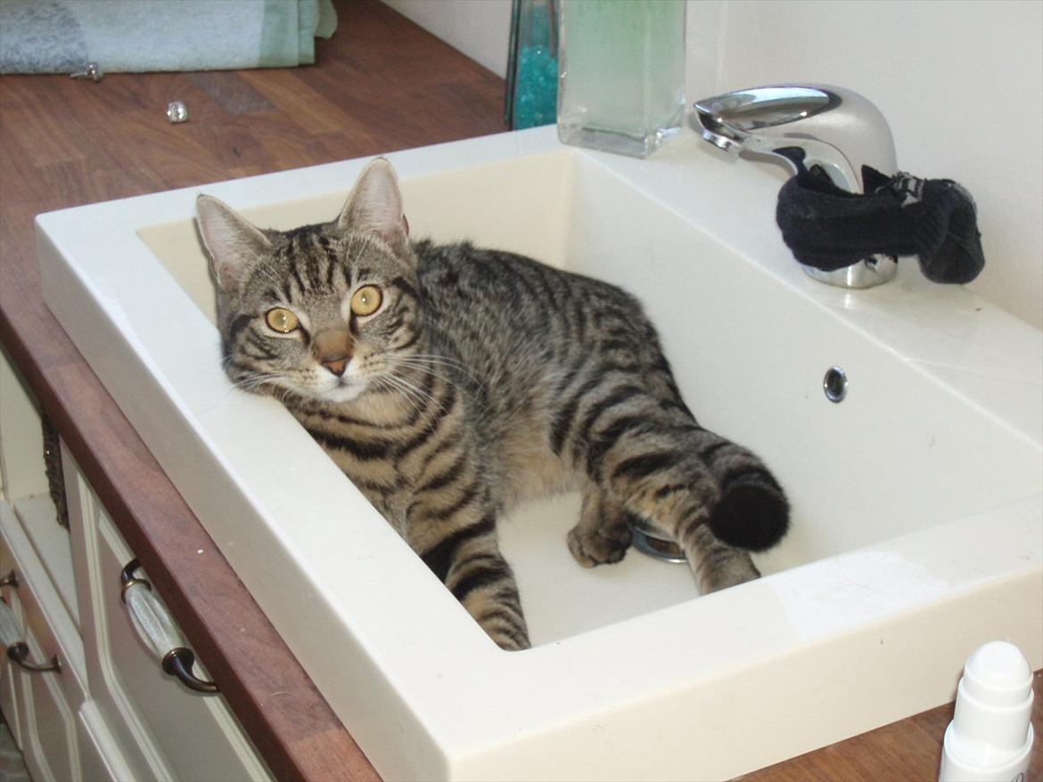 Huskat Gorm billede 6