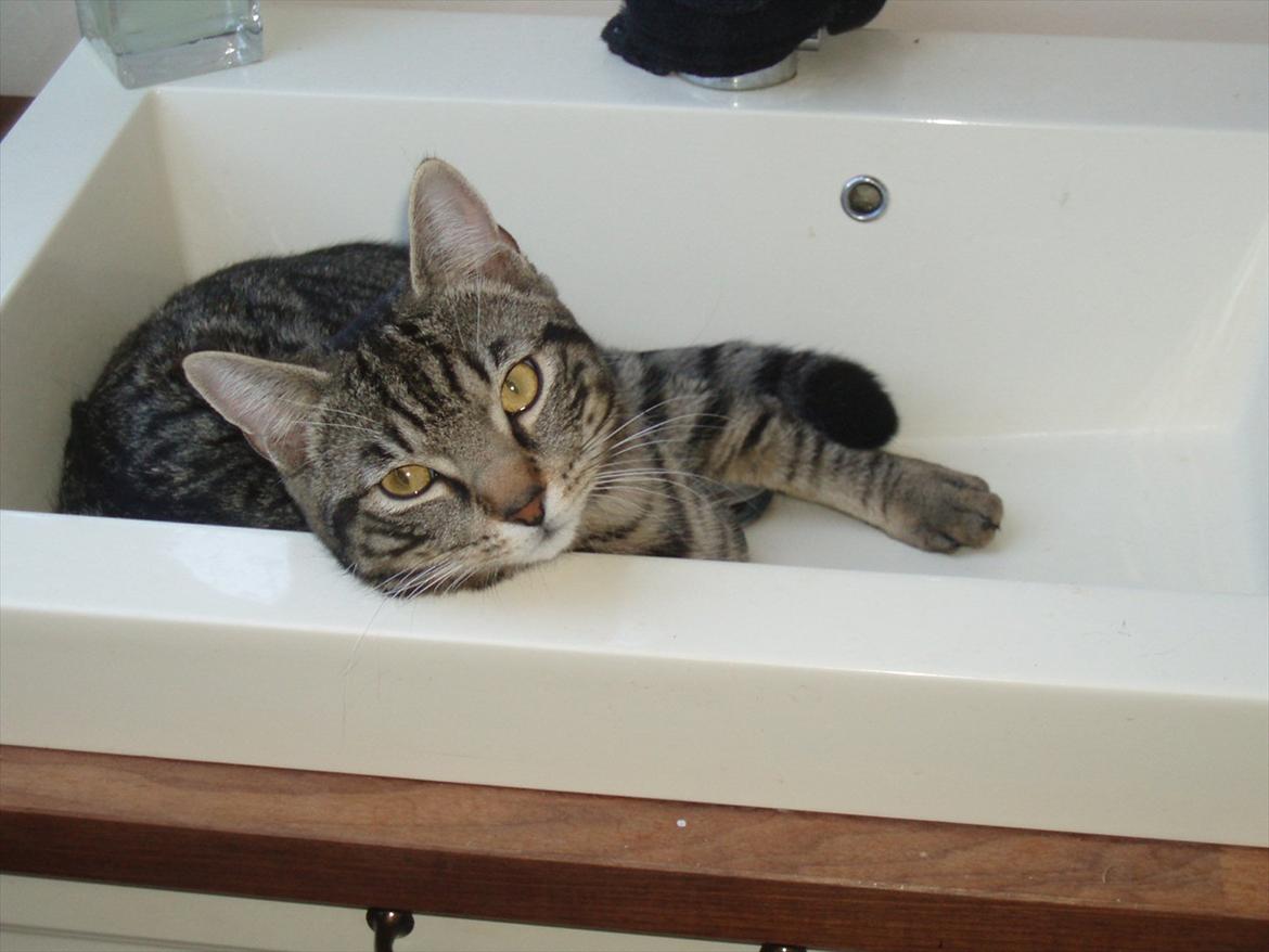 Huskat Gorm billede 7