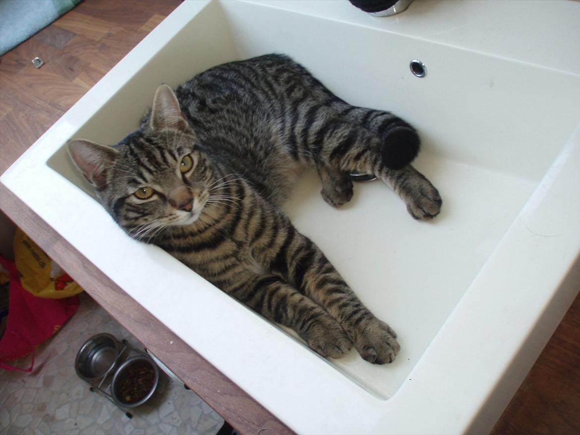 Huskat Gorm billede 8