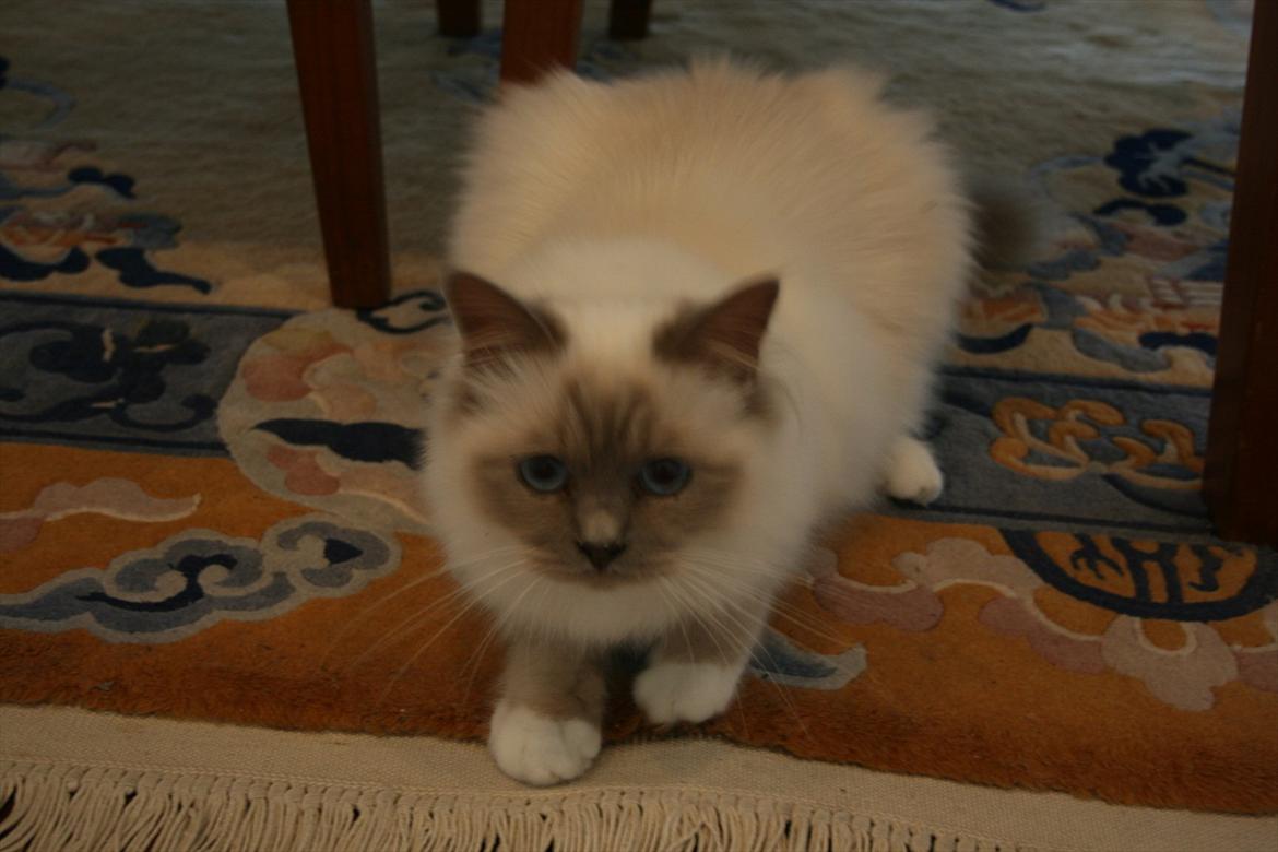 Hellig Birma Raus Höjden's Mynta - Myntas første dag i det nye hjem billede 1