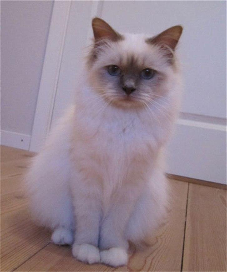 Hellig Birma Raus Höjden's Mynta - Hos tidligere ejer billede 2