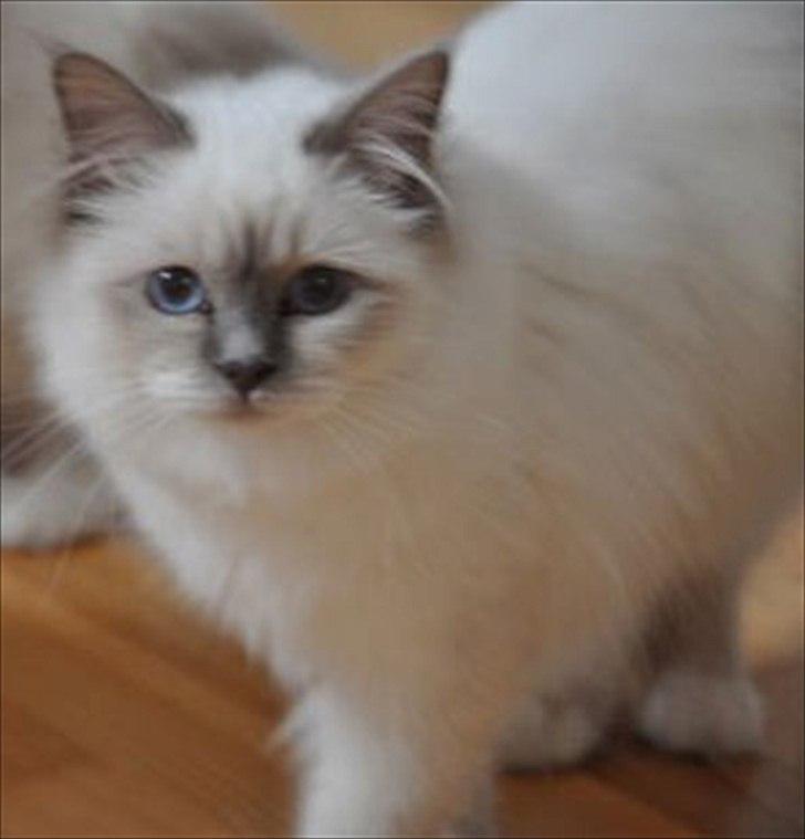 Hellig Birma Raus Höjden's Mynta - Hos tidligere ejer billede 3