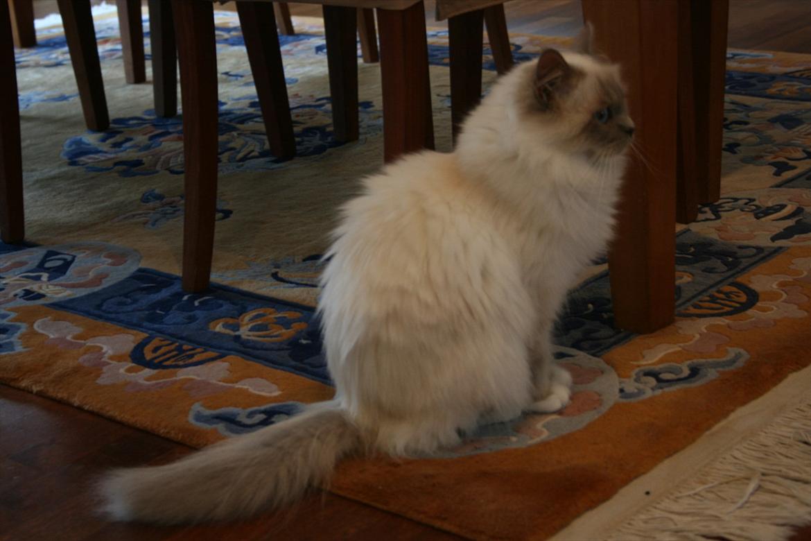 Hellig Birma Raus Höjden's Mynta - Første dag hos os billede 4