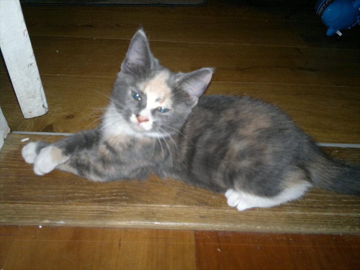 Huskat Coco billede 1