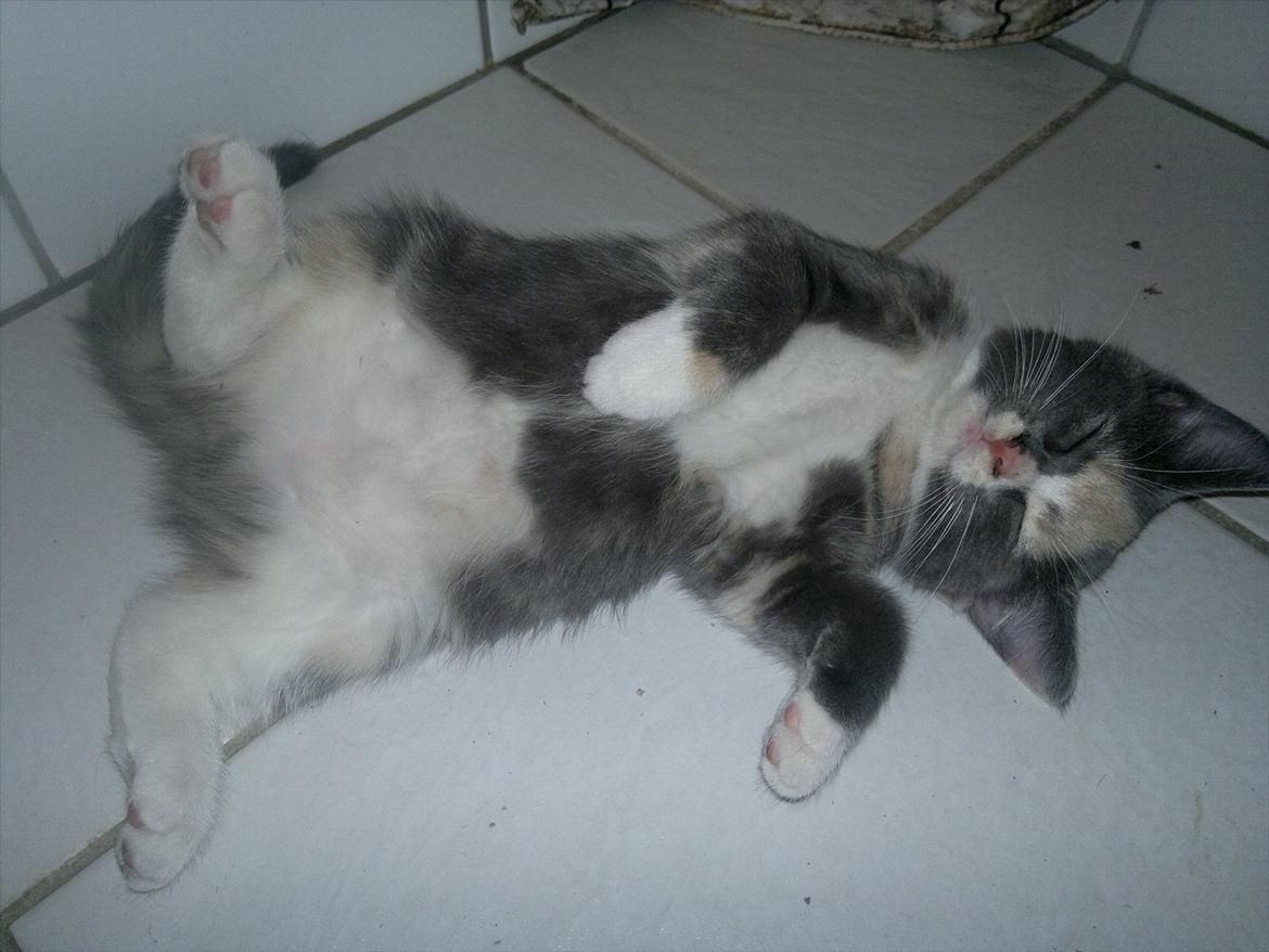 Huskat Coco billede 2