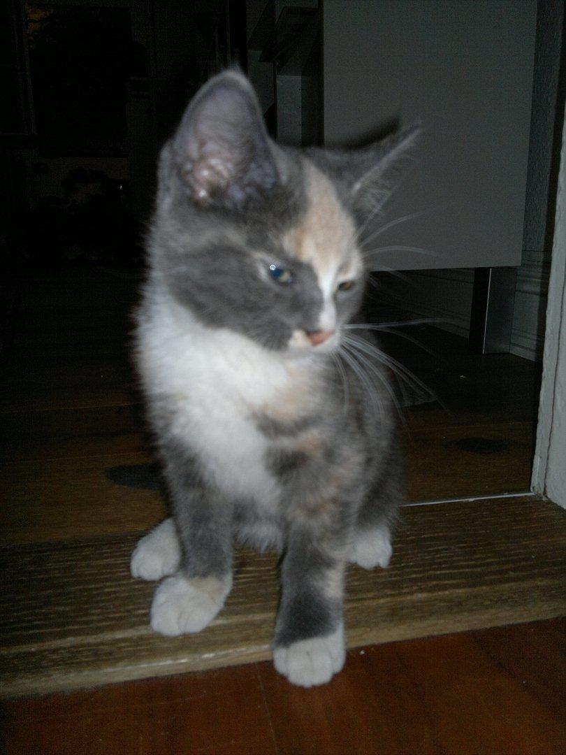 Huskat Coco billede 3