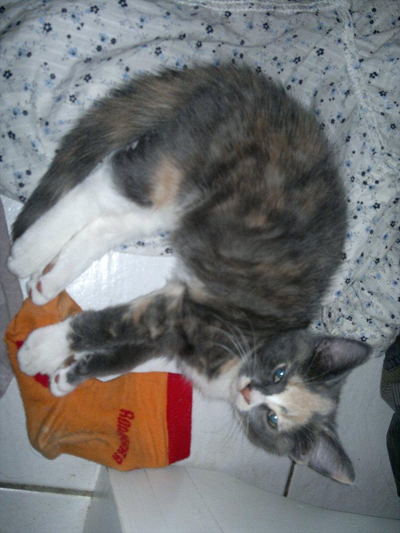 Huskat Coco billede 4