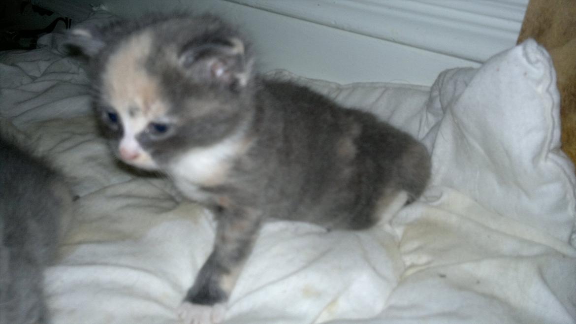 Huskat Coco billede 5