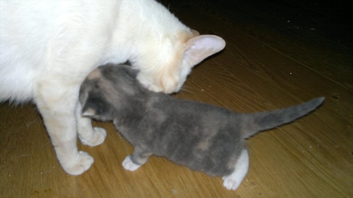 Huskat Coco billede 6