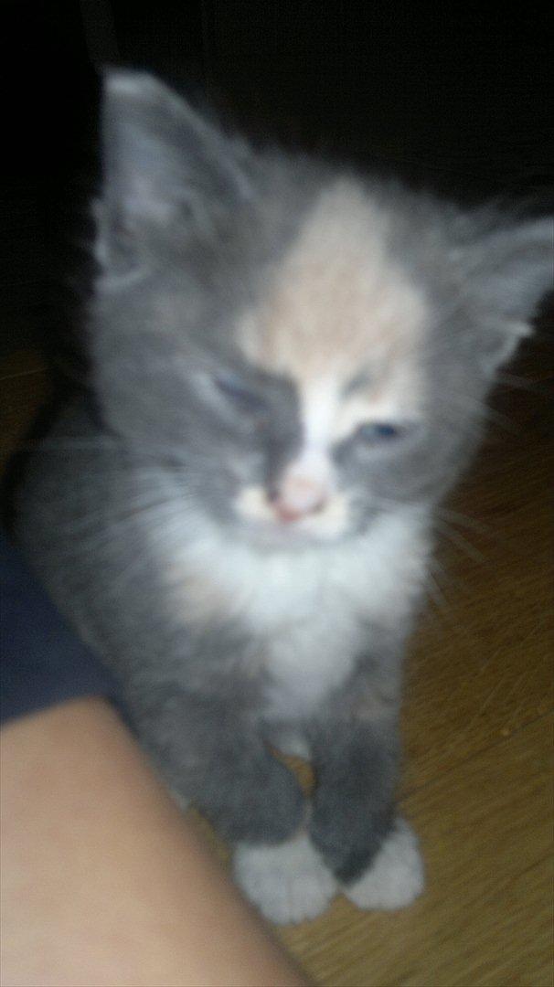 Huskat Coco billede 7