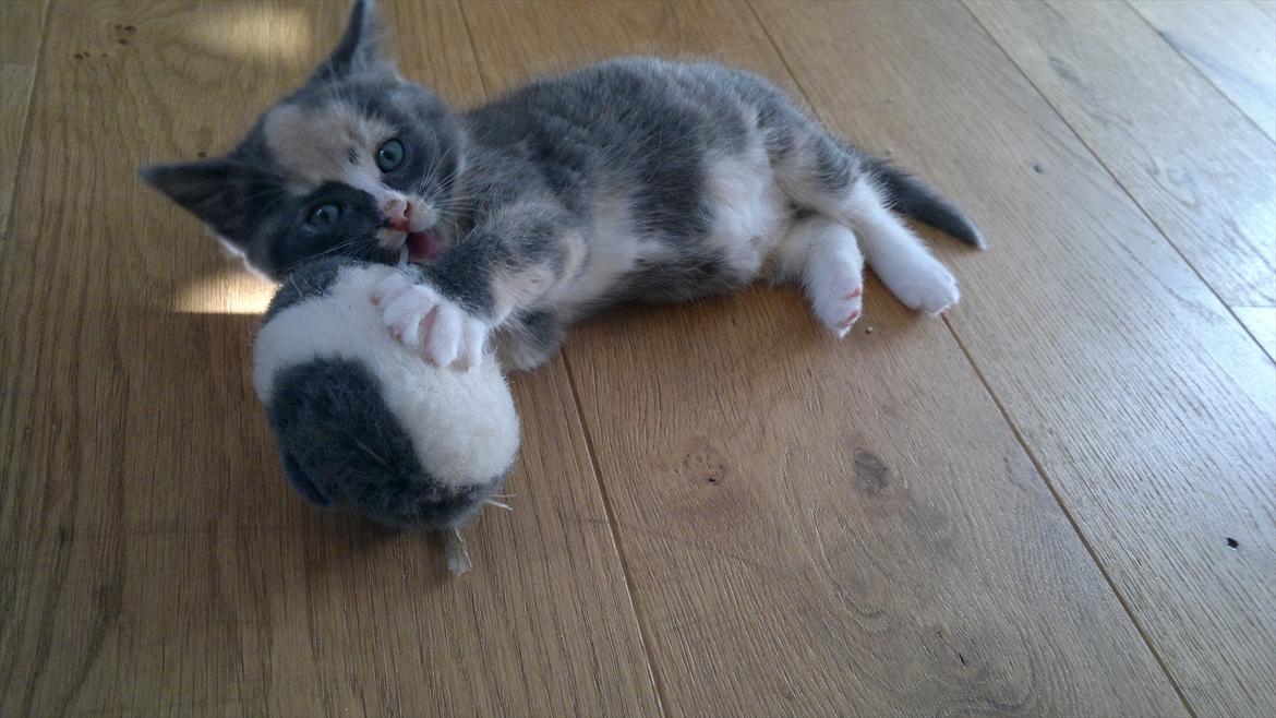 Huskat Coco billede 8