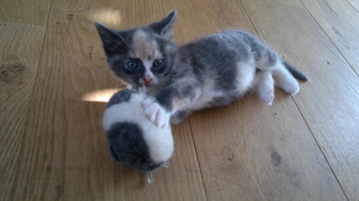 Huskat Coco billede 9