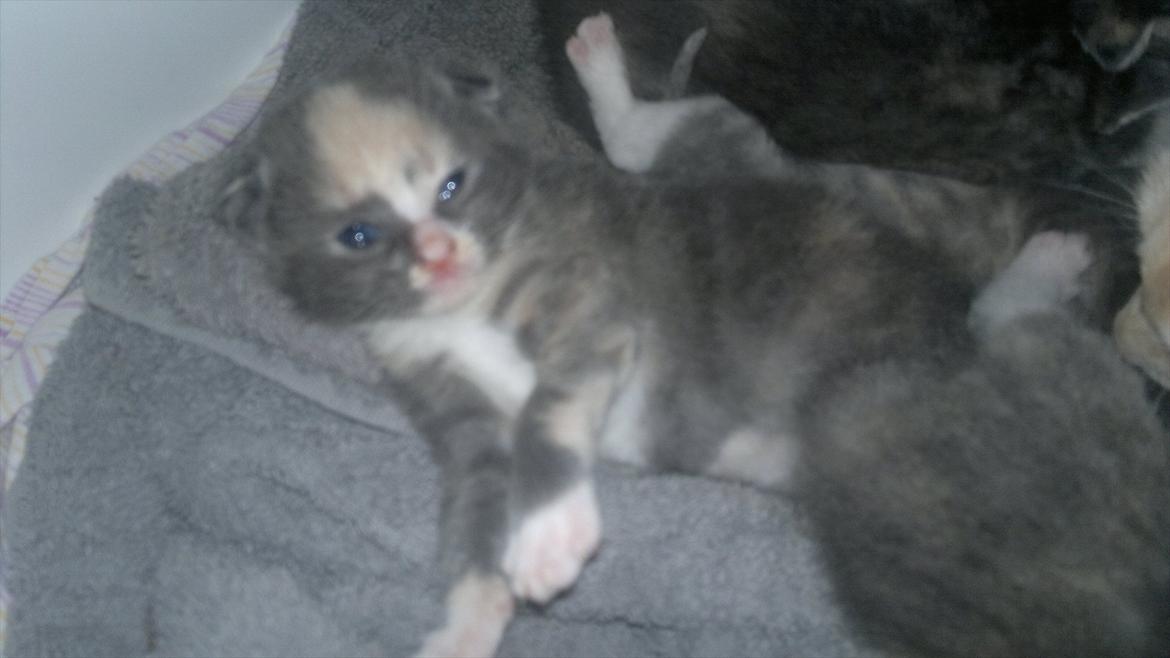 Huskat Coco billede 10