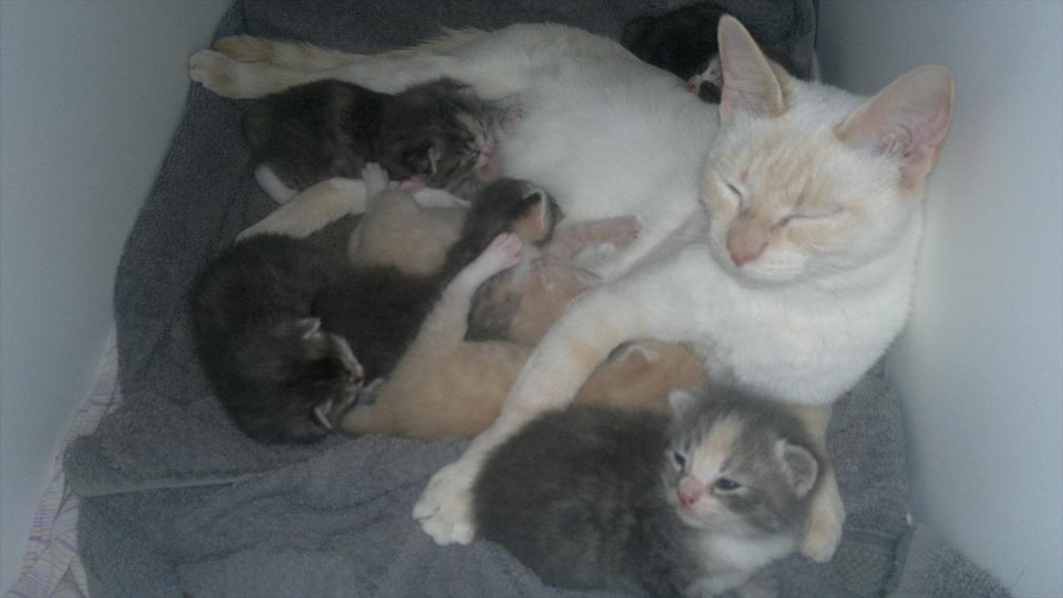 Huskat Snebold billede 9