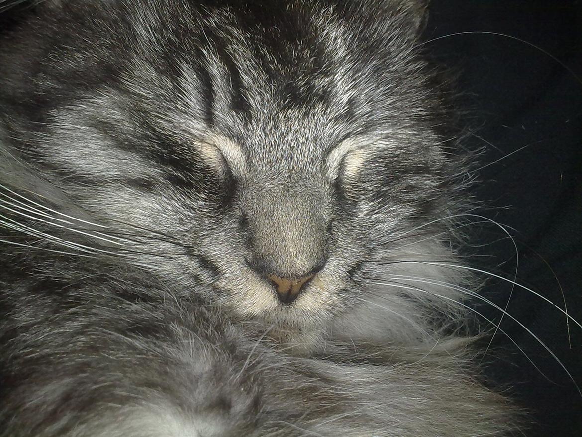 Maine Coon Mester billede 1