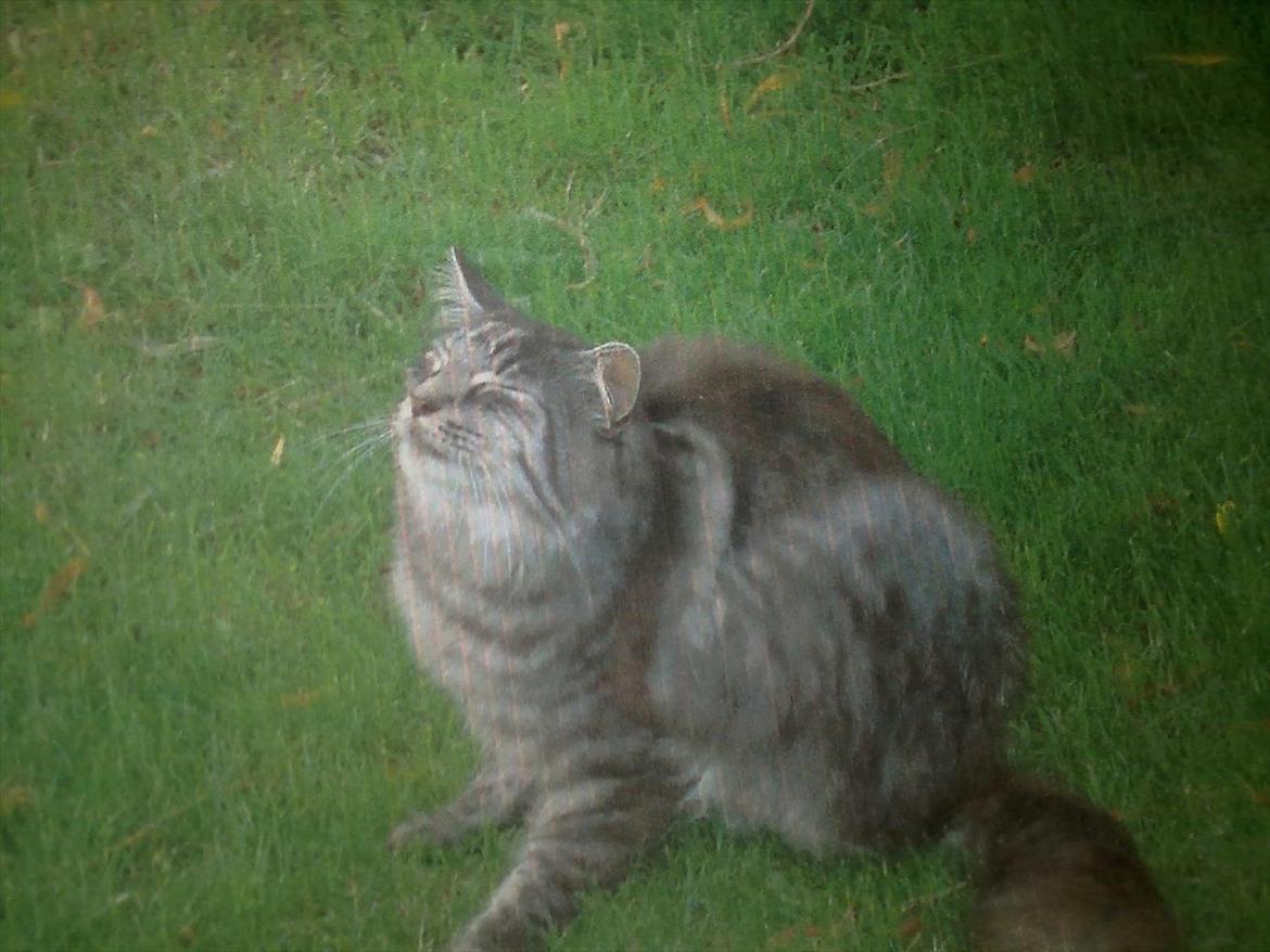 Maine Coon Mester billede 2